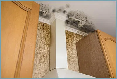 Coral Gables Restoration Company Coral Gables, FL 786-363-3847 - content-ser-mold